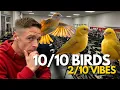 Lagu Inside a Canary Show in Liverpool