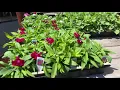 Plant Shopping In LA Anawalt Lumber