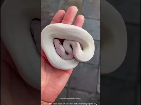 வித்தியாசமான கலர்ல இருக்க பாம்புகள் ⚕️🐍😱😱 #snake #sneakers #amazingfacts #facts