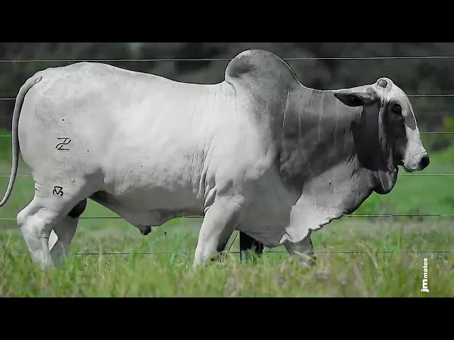 Garrote Nelore GLMP - 1574