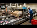 Download Lagu A Look At Brazil \u0026 America's Modern Cattle Slaughter Machines Using Super Advanced Machines!!!