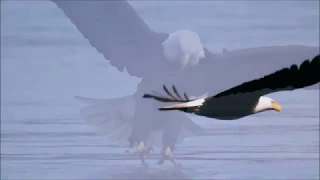 تأمل فيتجدد مثل النسر شبابك دندنها