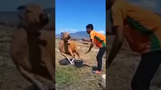 ضحك حتى الموت 2025 فيديوهات مضحكه اشياء مضحكه ضحك حتى الموت مقاطع مضحكة جدا جدا جدا 10 