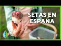 Download Lagu 10 SETAS COMESTIBLES en ESPAÑA 🍄 | ¿Cómo identificarlas?