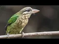 Download Lagu MASTERAN GACOR \u0026 PIKAT BURUNG TAKUR BULTOK SUARA PANCINGAN PARK 1 | KICAU SUARA BURUNG