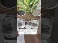 Download Lagu Chia seeds \u0026 Sabja seeds different ?