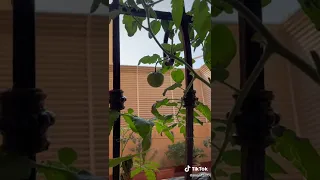 زراعة الطماطم من البذرة 