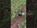 Download Lagu Merak Hijau di sawah