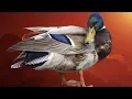 DUCK SOUND IN HIGH QUALITY