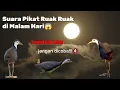 Download Lagu Menyesal Baru Tau,Ternyata Ini Suara Ruak Ruak Paling Ampuh Dimalam Hari😱😱‼️#suararuakruak #ruakruak