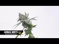 Animal Mints