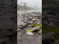 Download Lagu Gini nih kalo ikan reunian 😂🐟