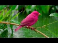 Download Lagu Gentle Rain \u0026 Birdsong Music ~ Energy for Heart and Soul, Relax the Mind \u0026 Calm the Brain 🕊️