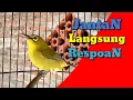 Download Lagu Pleci Betina Manggil Jantan
