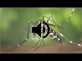 Mosquito Sound Effect HD