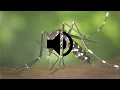 Download Lagu Mosquito Sound Effect HD