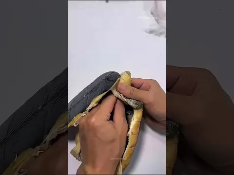 kura kura kesayangan nya mati dan dia lakukan ini😱