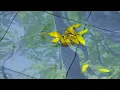 JJ CALE - RIGHT DOWN HERE