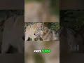 Lagu How New Wolf Packs Form: Secrets of Survival