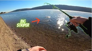 BEST Way To Catch BIG FRESHWATER STRIPED BASS | NONSTOP ACTION!