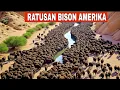 Amerika Utara Melepaskan Ratusan Bison di Lahan Tanpa Rumput; Hasilnya Gila❗
