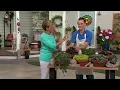 Roberta s 6-Piece Hardy Hens Chicks Live Plants on QVC