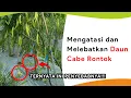 Download Lagu Mengatasi Daun Rontok Masa Bunga dan Buah, Sekaligus Melebatkan