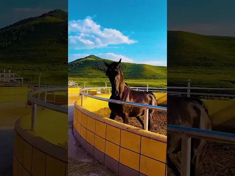 A black Arabian stallion, over three years old,