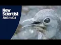 Download Lagu Lyrebird mimics construction sounds