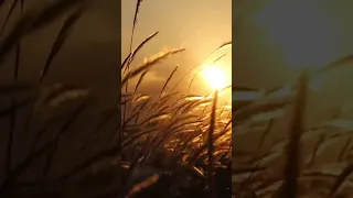 الطير المسافر نجاة الصغيرة حالات واتس حالات واتس 