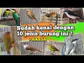 Download Lagu Burung kicau yang belum banyak orang mengenalnya ‼️ Bahas 10 jenis burung dan harganya