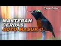 Lagu MASTERAN KONIN GACOR FULL ISIAN COCOK UNTUK TEMBAKAN SEGALA JENIS BURUNG MURAI BATU, CENDET