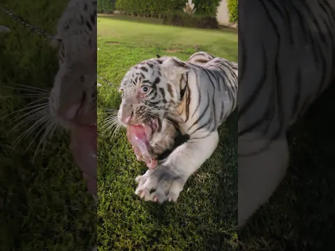 Dangerous White Tiger Doesn't Wants to Share his Food | Nouman Hassan