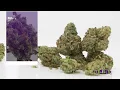 GELATO CAKE by DISTRICT CANNABIS 4K
