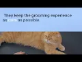 Why Indoor Cats Need Regular Nail Trims