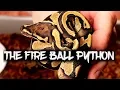 The ball python FIRE gene