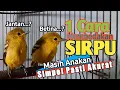 Lagu 🔴Cara Membedakan Anak Sirtu cipoh sirdum Dengan Satu cara simpel pasti tepat akurat.