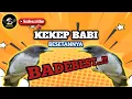 Download Lagu KEKEP BABI besetannya gak ada lawan...!!BADEBESTTTT!!!