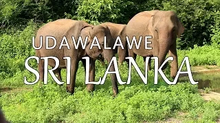 Udawalawe National Park, Sri Lanka (Leave to Roam Sri Lanka Ep 22)