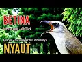 Lagu TRUCUK BETINA memanggil JANTAN pancingan trucuk agar BUNYI, jadikan burung trucukan BUNYI GACOR 