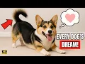 Download Lagu 10 simpele dingen die je hond elke dag blij maken 🐾
