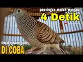 Download Lagu Perkutut Lokal Gacor Suara Besar 4 Detik Gacor Bales Nutut 💯 Ampuh