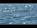 Jayda G - 'Blue Lights' (Official Visualiser)