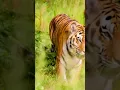 Download Lagu Animals sound suara hewan Harimau hewan lucu  Tiger 2023