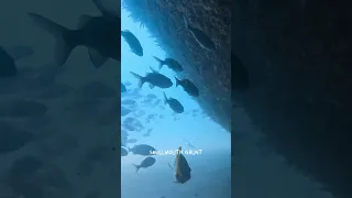 Diving in a FORBIDDEN island? Watch the full episode!