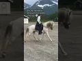 Download Lagu This was 2-3years ago. #horse #pony #icelandichorse #horseriding #riding #rider #equestrian #equine