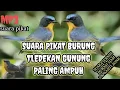 Download Lagu Suara pikat burung teledekan gunung paling ampuh