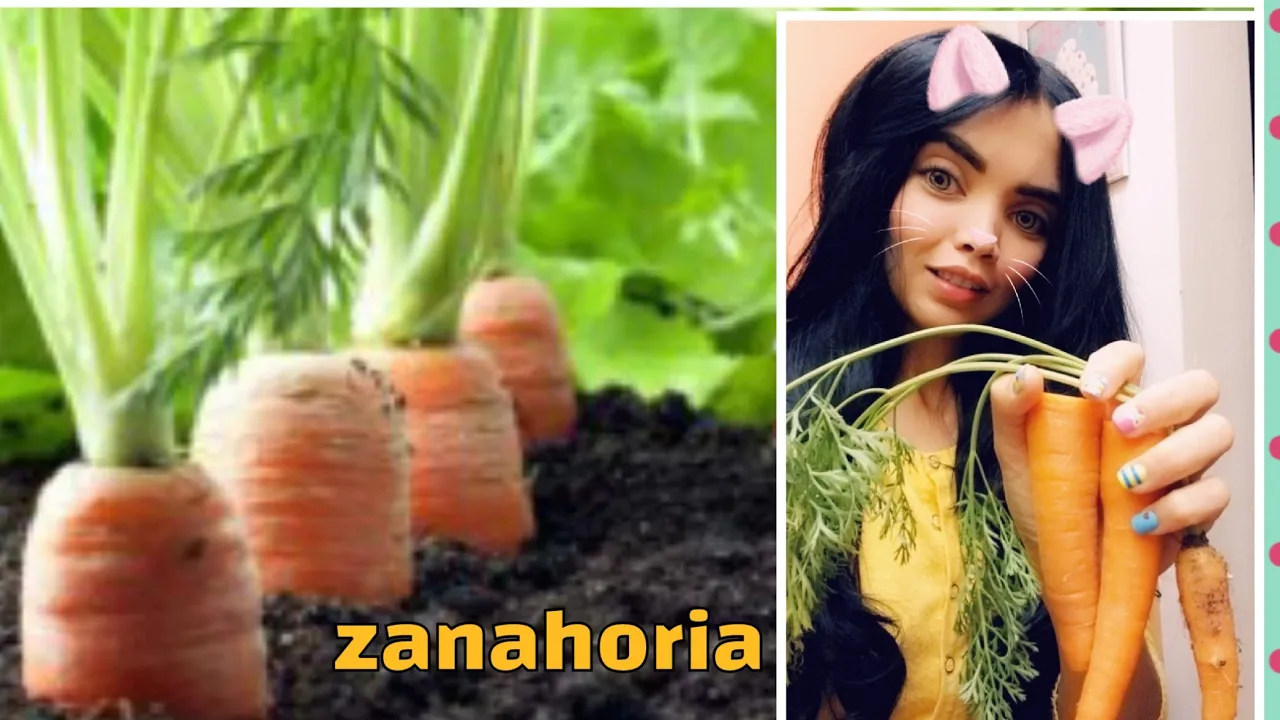 Como cultivar zanahoria en casa