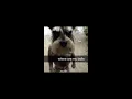 Download Lagu amazing - rex orange county (sped up)