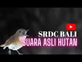 SUARA ASLI HUTAN SRDC BALI
